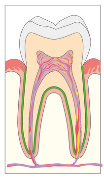 istologia dentale 
