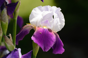 Delicate, purple and white Bearded Iris flower