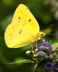 Closeup of bright yellow butterfly on purple flowers.