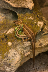 Sand lizard (Lacerta agilis).