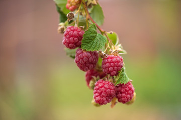 Branch of ripe raspberries in a garden, close up
