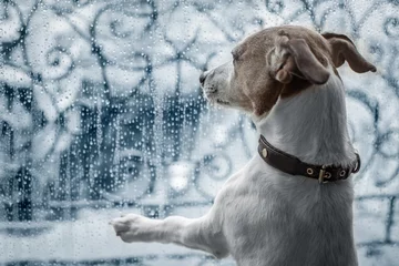 Afwasbaar Fotobehang Grappige hond hond bij raam kijken naar de regen