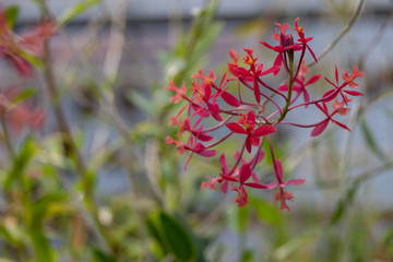 Beautiful dendrobium flower, photographed in the greenhouse at the Botanical Gardens in Gothenburg,...