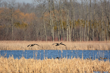 Obraz na płótnie Canvas Landscape of wetlands with Canada Geese landing on water