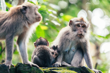 macaque monkey family with baby in monkey forest in ubud, bali, indonesia