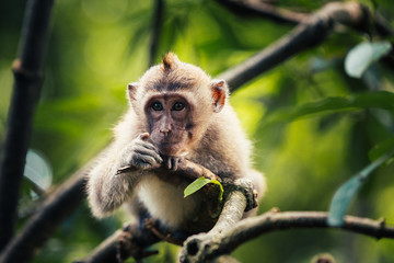 baby macaque monkey in monkey forest in ubud, bali, indonesia