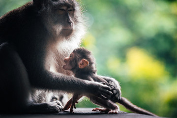 mother and baby macaque monkeys in monkey forest in ubud, bali, indonesia