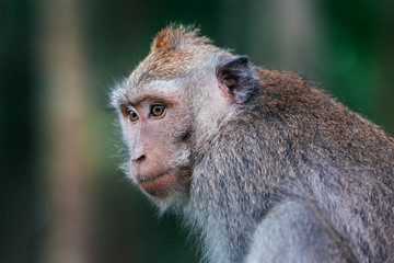 macaque monkey in monkey forest in ubud, bali, indonesia