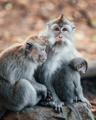 macaque monkeys in monkey forest in ubud, bali, indonesia
