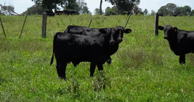 Agribusiness - Brangus Black Cattle, in natural pasture, Angus cattle, highly genetic bulls in Brazil - Livestock
