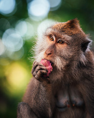 macaque monkey eating fruit in monkey forest in ubud, bali, indonesia