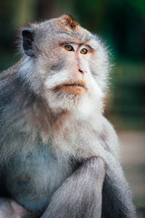 macaque monkey in monkey forest in ubud, bali, indonesia