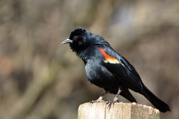 Red Winged Black bird