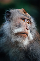 macaque monkey in monkey forest in ubud, bali, indonesia