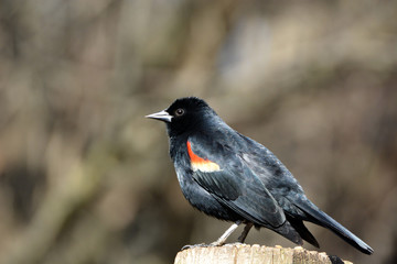 Red Winged Black bird