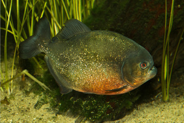 Red-bellied piranha, red pirahna (Pygocentrus nattereri).