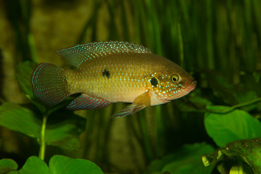 Nile Jewel fish (Hemichromis letourneuxi).