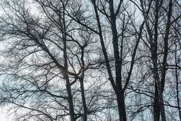 Big trees branches on the sky background.