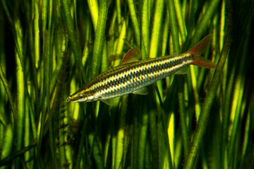  Striped headstander, striped anostomus, striped anastomus (Anostomus anostomus).