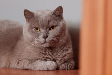 Purple british cat. Portrait of an animal.