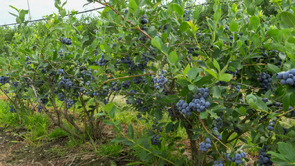fruiting blueberry bushes near bellingham, washington state