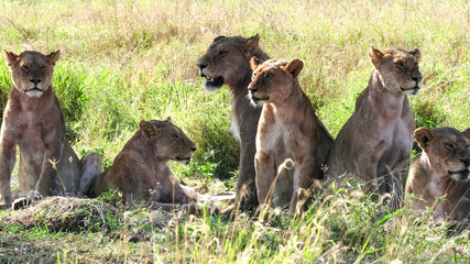 Fototapeta premium close up of a lion pride resting in shade at serengeti