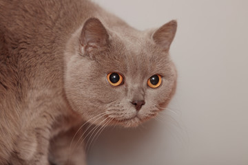 Purple british cat. Portrait of an animal. The kitten is looking warily and scared.