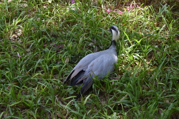 Fototapeta premium Fotos de aves exóticas