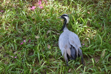 Naklejka premium Fotos de aves exóticas