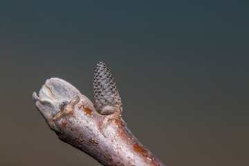 bud and lump walnut closeup macro