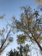 Elevated view through the treetops trails of the king's path.