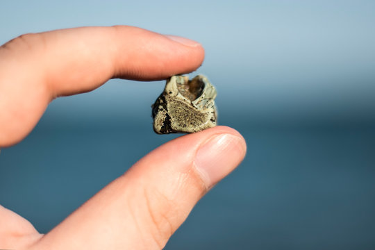archeology search for rare minerals and stones in the open sea and ocean.  an archaeologist holds in his hand a rare mineral found