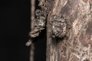 tree and tree branch in macro on a black background. wood texture