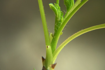 An aphid type plant pests that suck plant juice. Insects macro view that threatens berries seedlings in gardens and the flower bushes, and houseplants indoor.