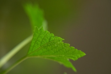 The green leaf of a plant in a macro view. The blurred with a little bit of grainy natural style background. Shallow depth of field. The abstract view scene.