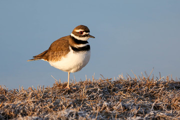 Killdeer standing on one leg