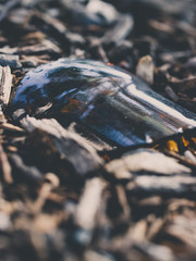 Broken glass botle