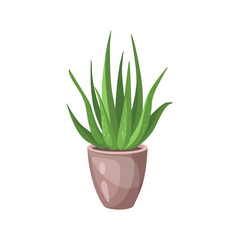 Aloe Vera bush in a pot, green aloe plant leaves and stems isolated on white background, vector illustration.