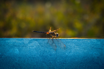 Dragonfly