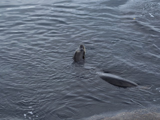 Fototapeta premium Sea lions in Monterrey Bay, swimming and sitting on the rocks.