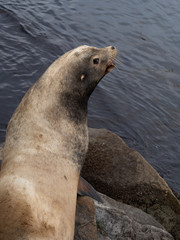 Fototapeta premium Sea lions in Monterrey Bay, swimming and sitting on the rocks.
