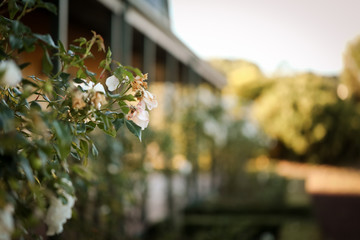 Row of standard white roses along the front veranda of country home