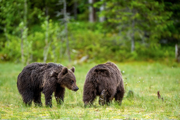 Brown bears on the swamp in the summer forest. Scientific name: Ursus arctos. Natural habitat.
