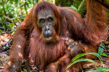 Mother feeds baby cub. Orangutan baby and mother in a natural habitat. Bornean orangutan (Pongo  pygmaeus wurmbii) in the wild nature. Rainforest of Borneo Island. Indonesia. Love and maternity © Uryadnikov Sergey