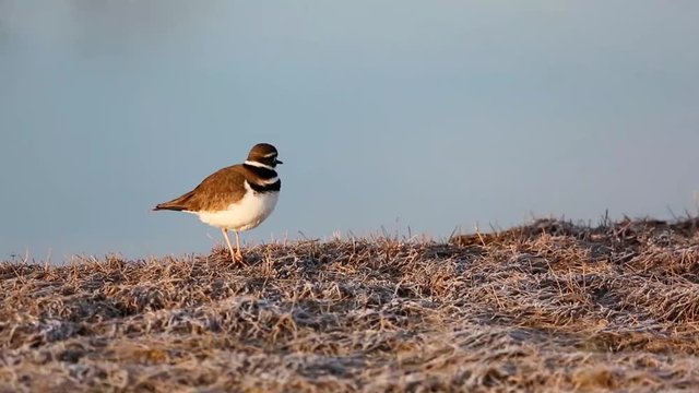 Killdeer singing on lake edge