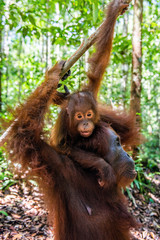 On a mum`s back. Cub of orangutan on mother's back in green rainforest. Natural habitat. Bornean orangutan (Pongo pygmaeus wurmbii) in the wild nature. Tropical Rainforest of Borneo Island. Indonesia