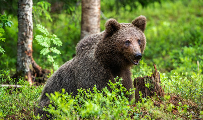 Fototapeta na wymiar Cub of Brown Bear in the summer forest. Closeup portrait. Natural habitat. Scientific name: Ursus arctos..