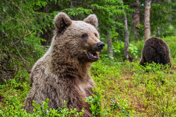 Obraz na płótnie Canvas Cub of Brown Bear in the summer forest. Closeup portrait. Natural habitat. Scientific name: Ursus arctos..