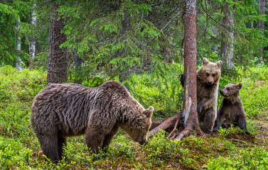 Obraz premium She-bear and bear cubs in the summer pine forest. Summer season, Natural Habitat. Brown bear, scientific name: Ursus arctos.
