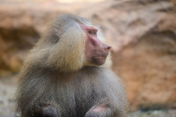 Baboons at Zoo during lunch time